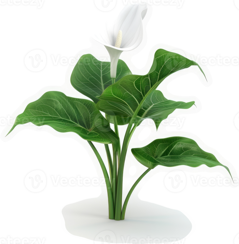 White calla lily plant with lush green leaves. png