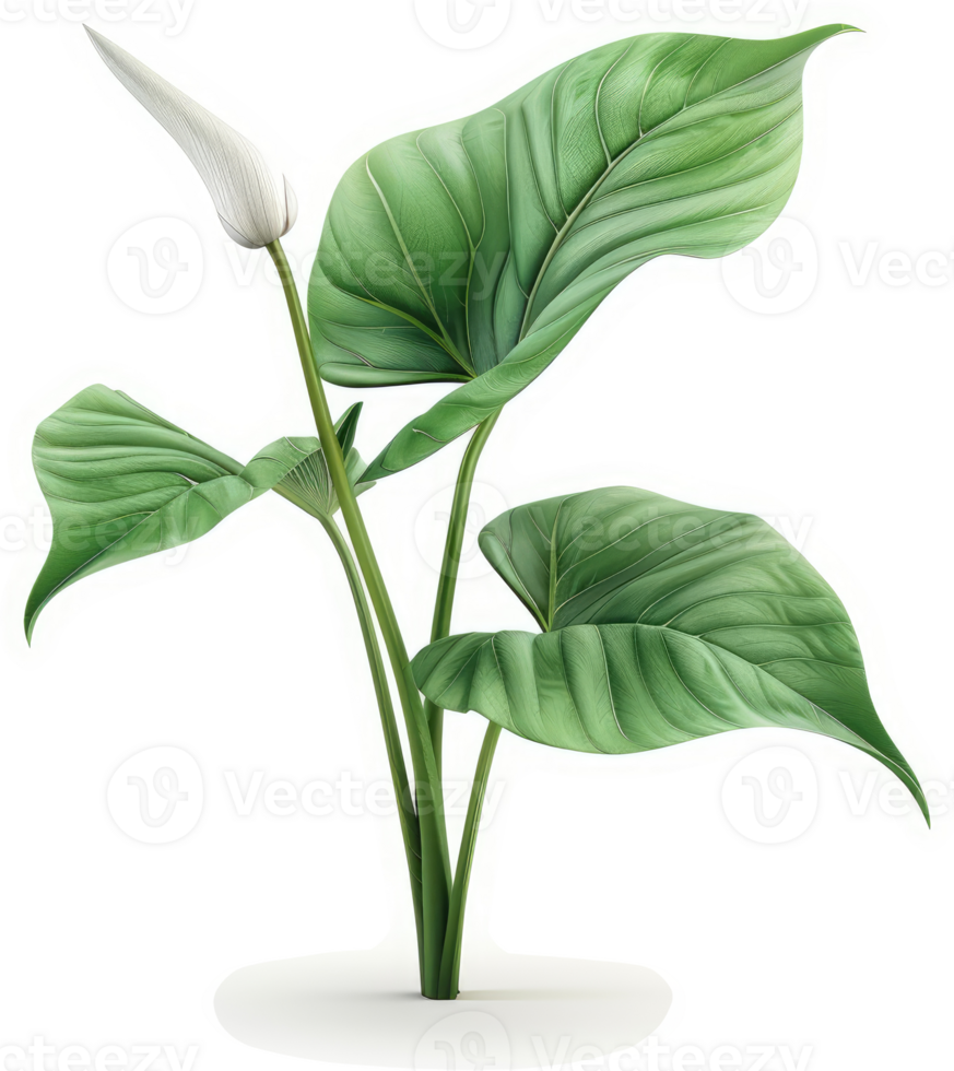 Graceful, white flower plant with vibrant green leaves. png