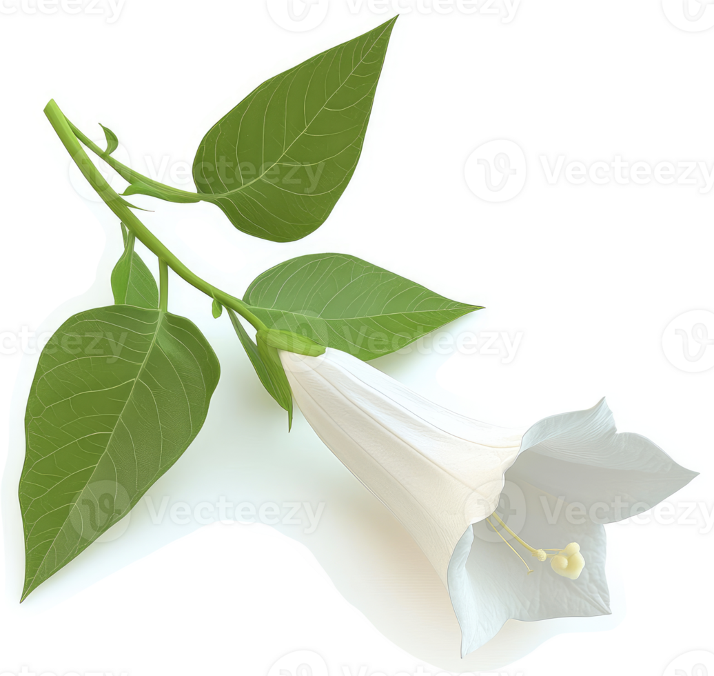 White trumpet flower with lush foliage. png
