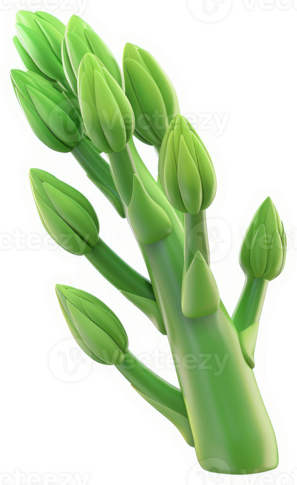 Vibrant green asparagus spears in bud. png