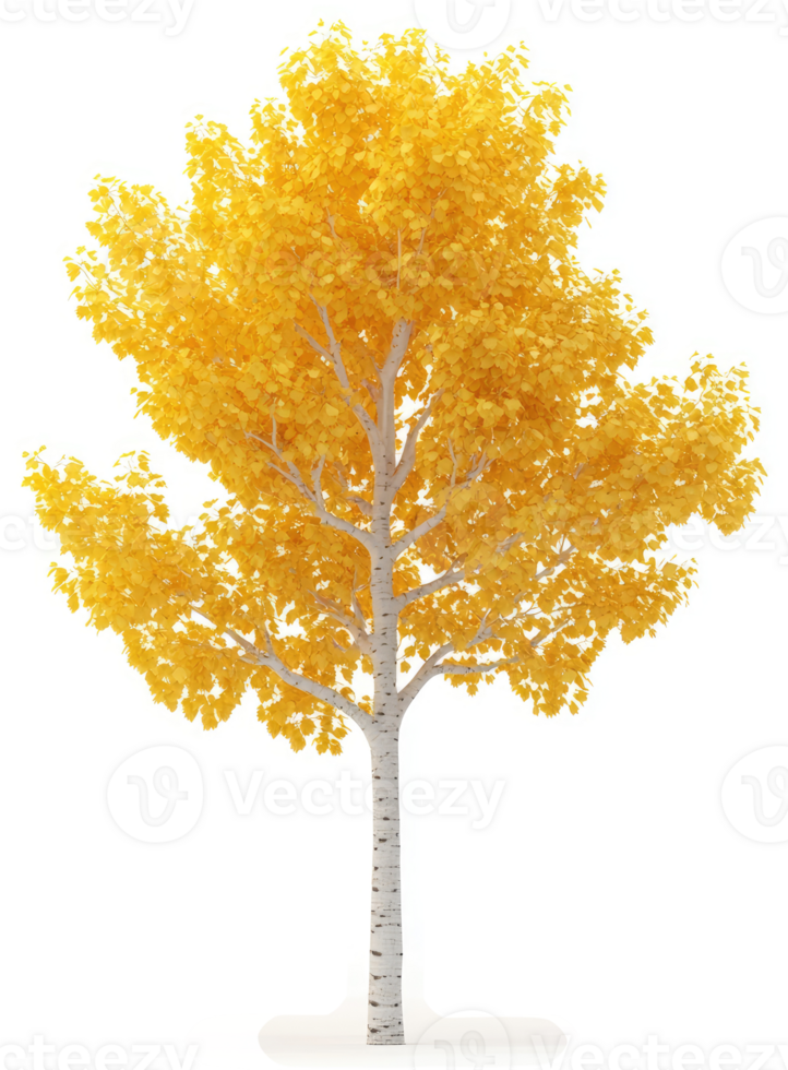Isolated autumnal aspen tree with vibrant yellow foliage. png