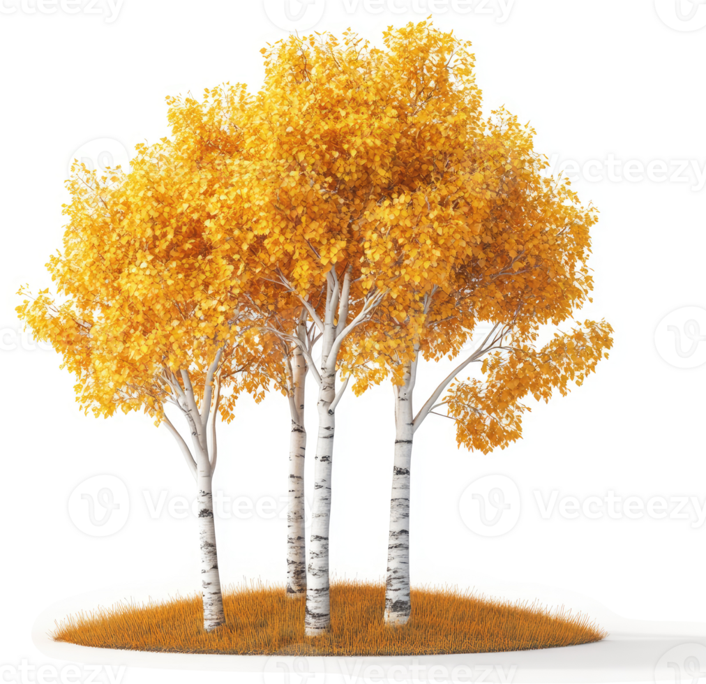 Four birch trees with vibrant fall foliage. png