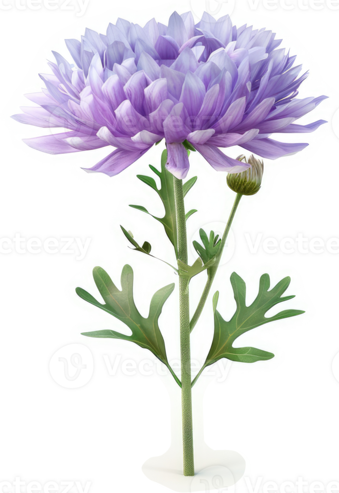 Delicate purple chrysanthemum in full bloom. png