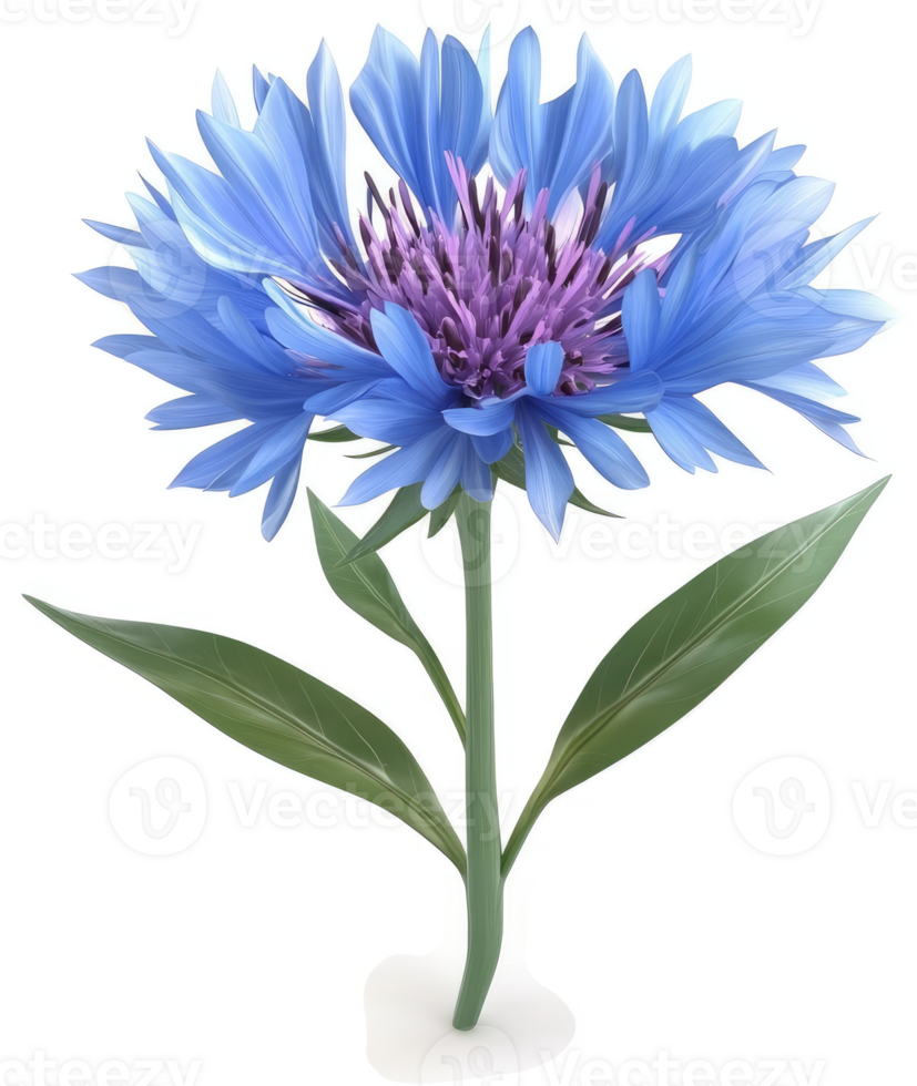 Vibrant light blue cornflower blossoms against a white background. png