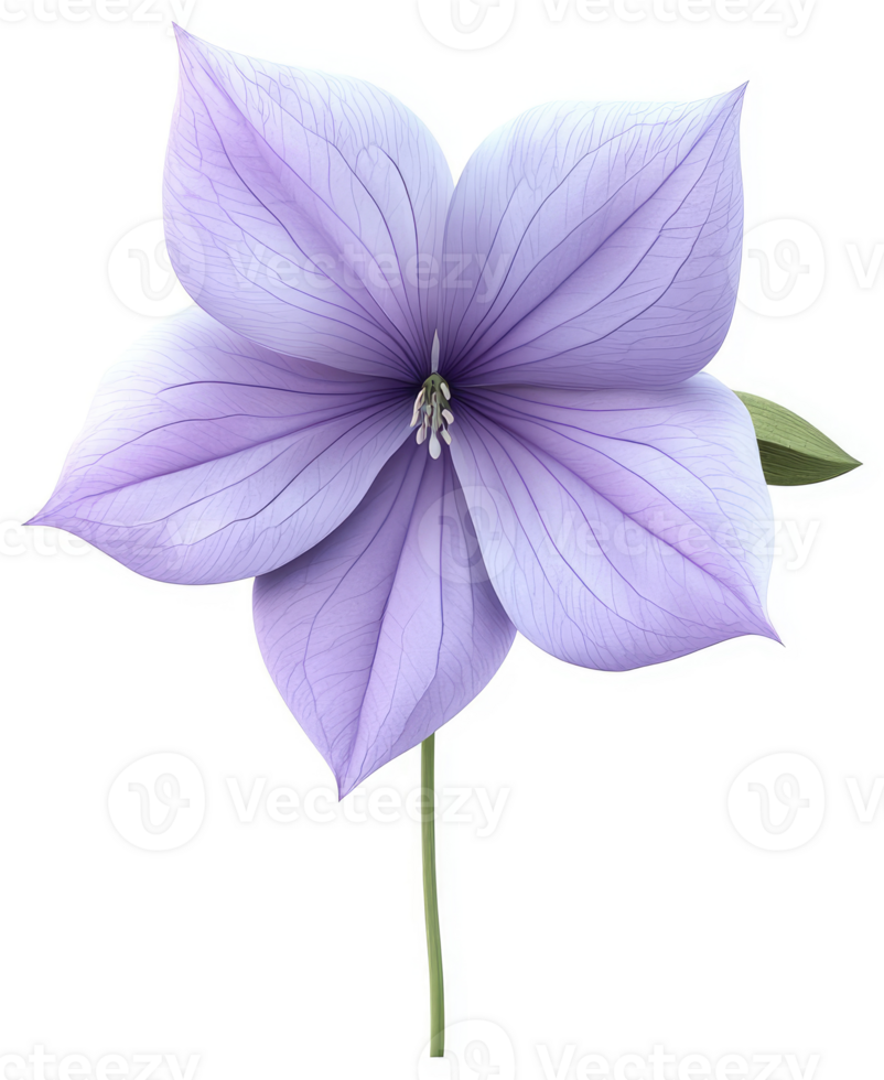 Delicate, light purple flower with elegant petals. png