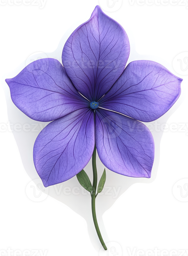Vibrant purple flower with delicate petals. png
