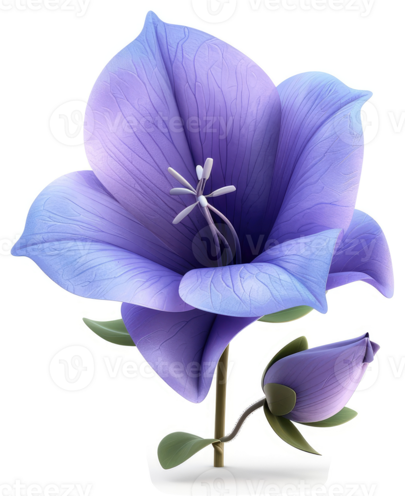 Vibrant, purple bellflower bloom with a delicate bud. png