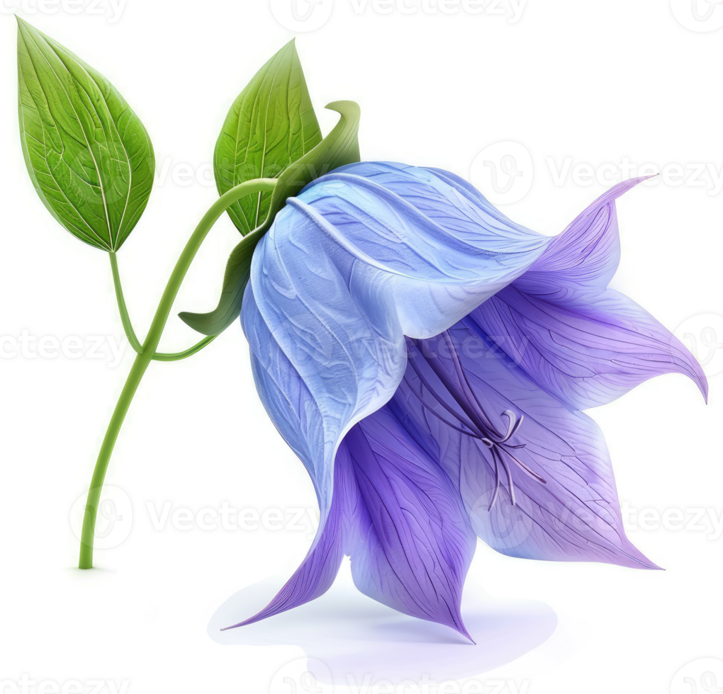 Detailed illustration of a bellflower blossom. png