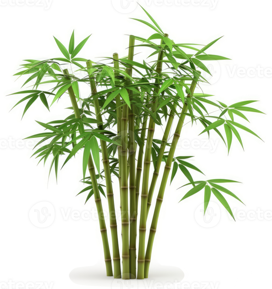 Lush bamboo stalks rise from a dense cluster of vibrant foliage. png