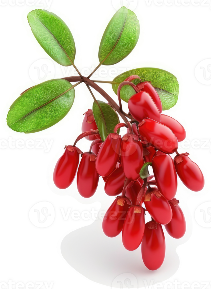 Cluster of vibrant, glossy red berries on a branch. png
