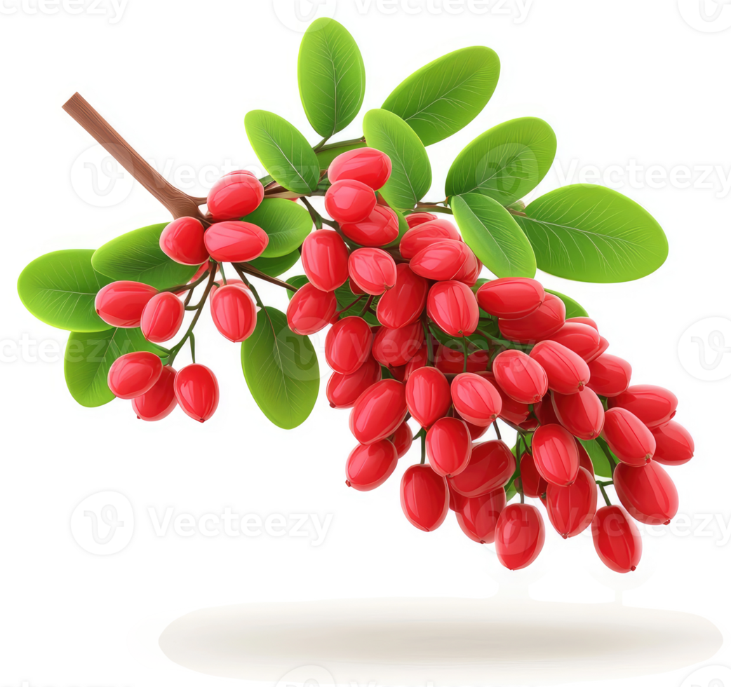 Vibrant cluster of red elderberries on a branch. png