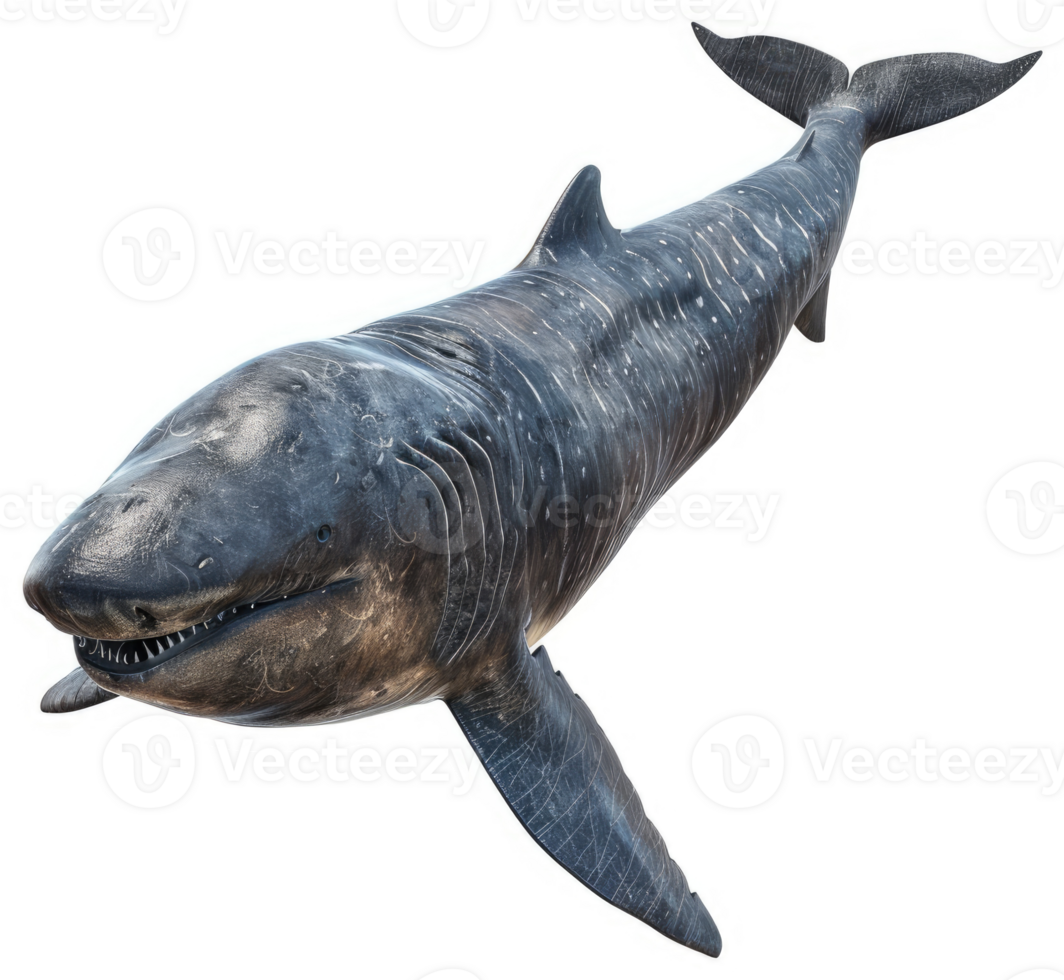Ancient prehistoric shark, a formidable marine predator. png