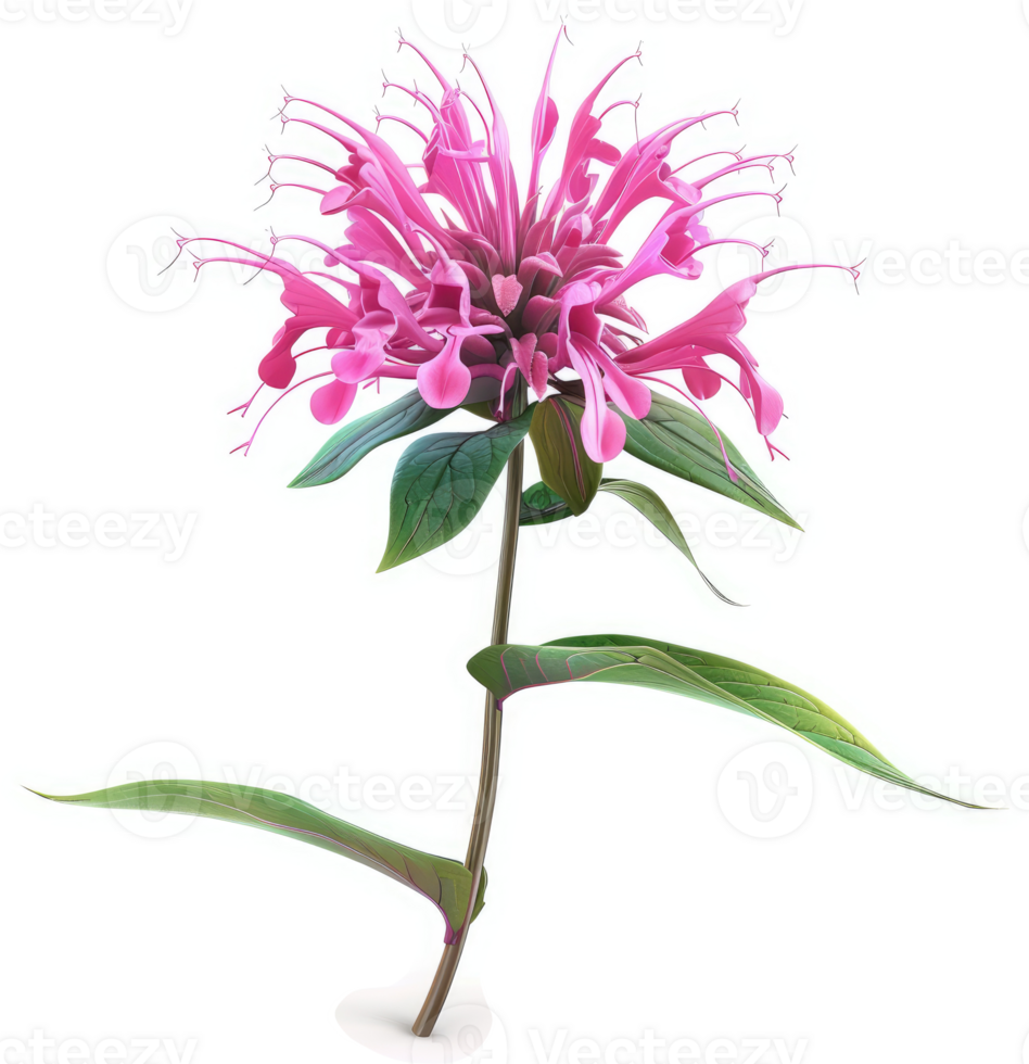 Vibrant pink flower with delicate, radiating petals. png