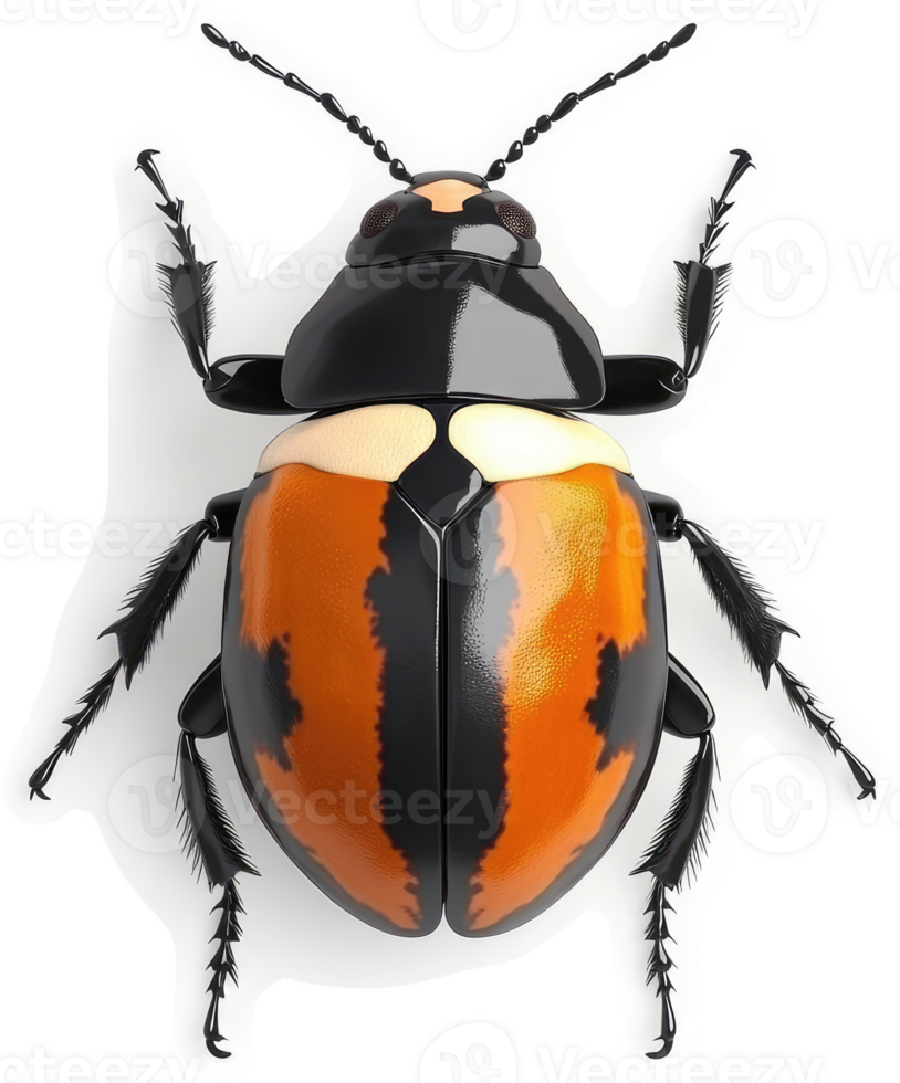Colorful beetle with vibrant orange and white markings. png