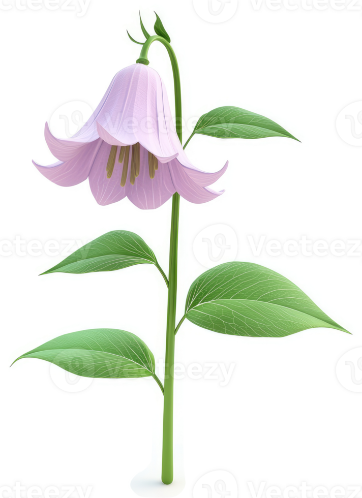 Isolated illustration of a delicate, light purple bell flower. png