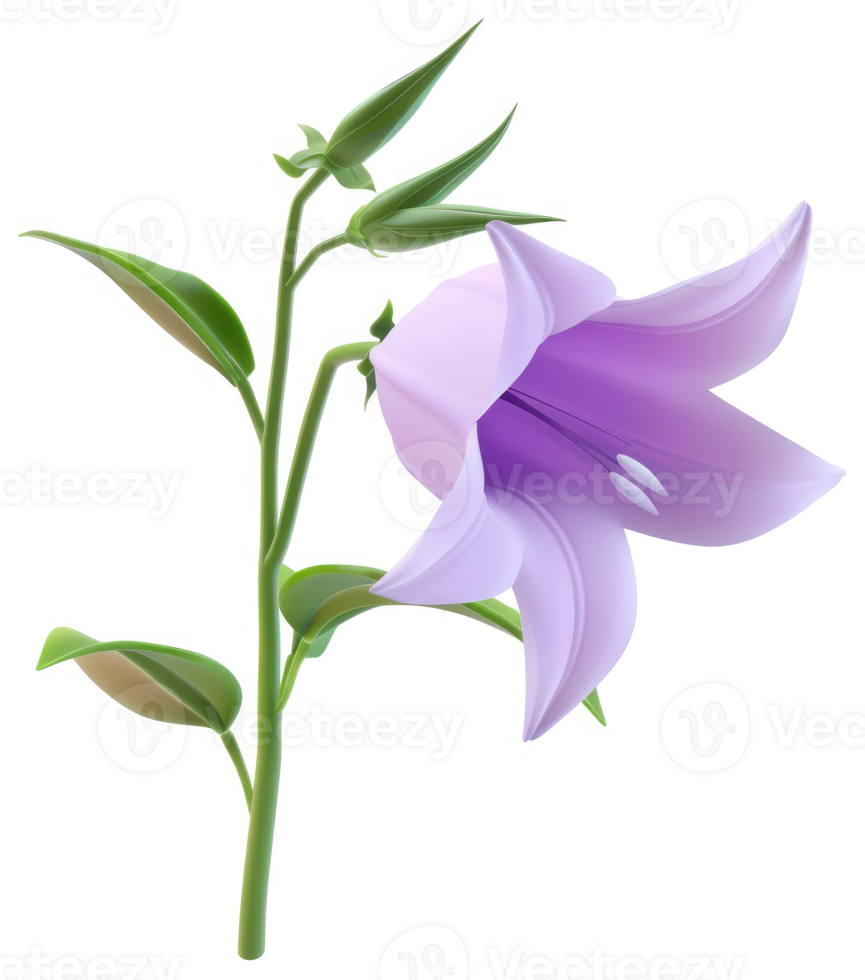 Delicate lavender bellflower on a slender stem. png