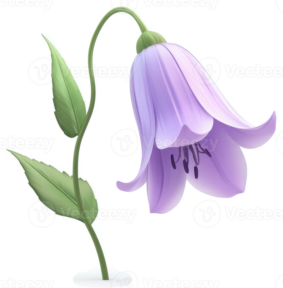 Delicate, light purple bellflower with elegant leaves. png
