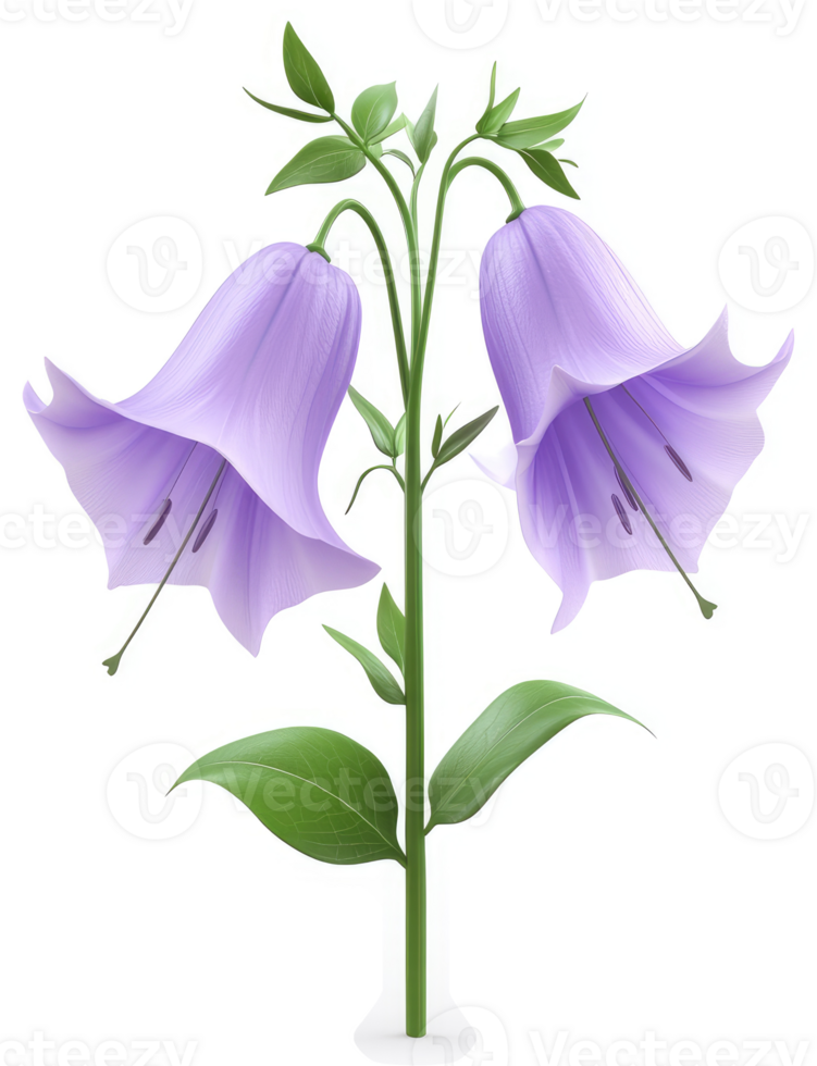 Two delicate purple bell flowers grace a stem. png