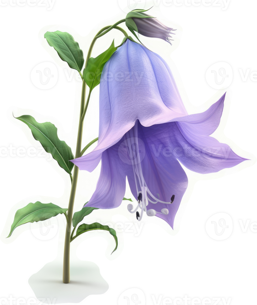 Light purple bellflower blooms on a stem. png