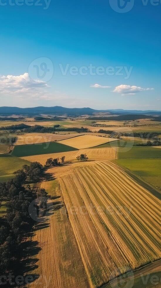An aerial view of a field with crops photo