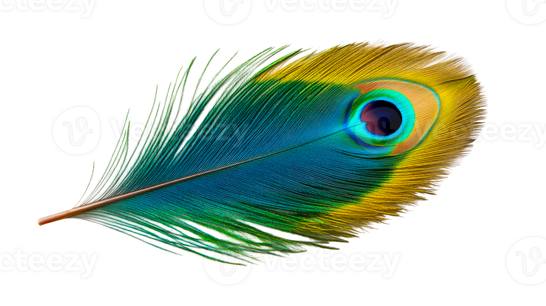 Vibrant peacock feather with intricate details, cut out transparent png