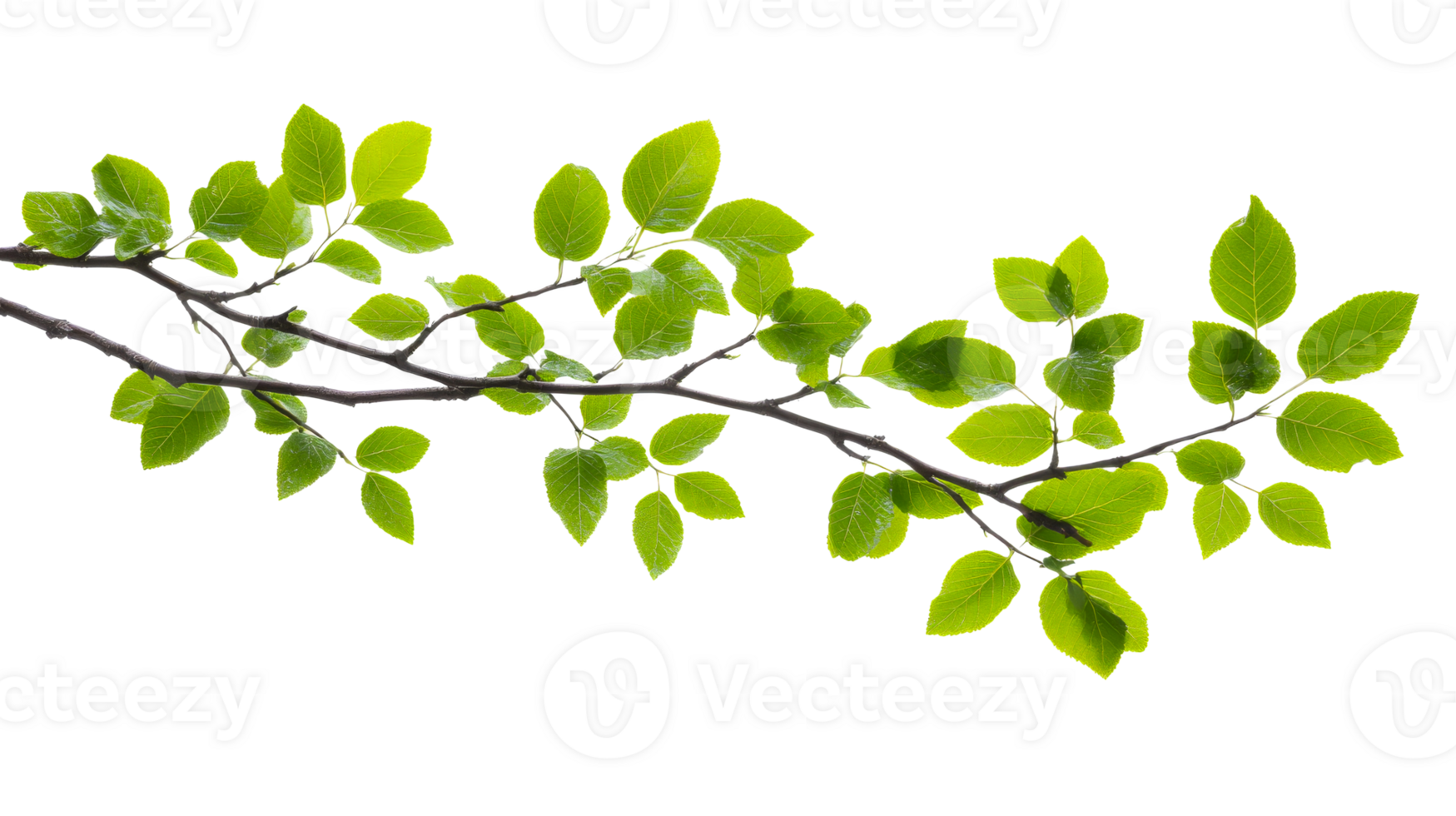 Branch with Green Leaves on a Black Background, cut out transparent png