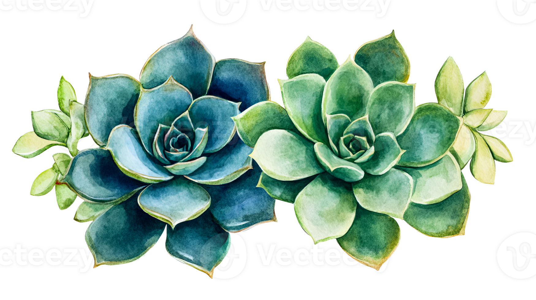 Watercolor succulent composition with blue and green hues, cut out transparent png