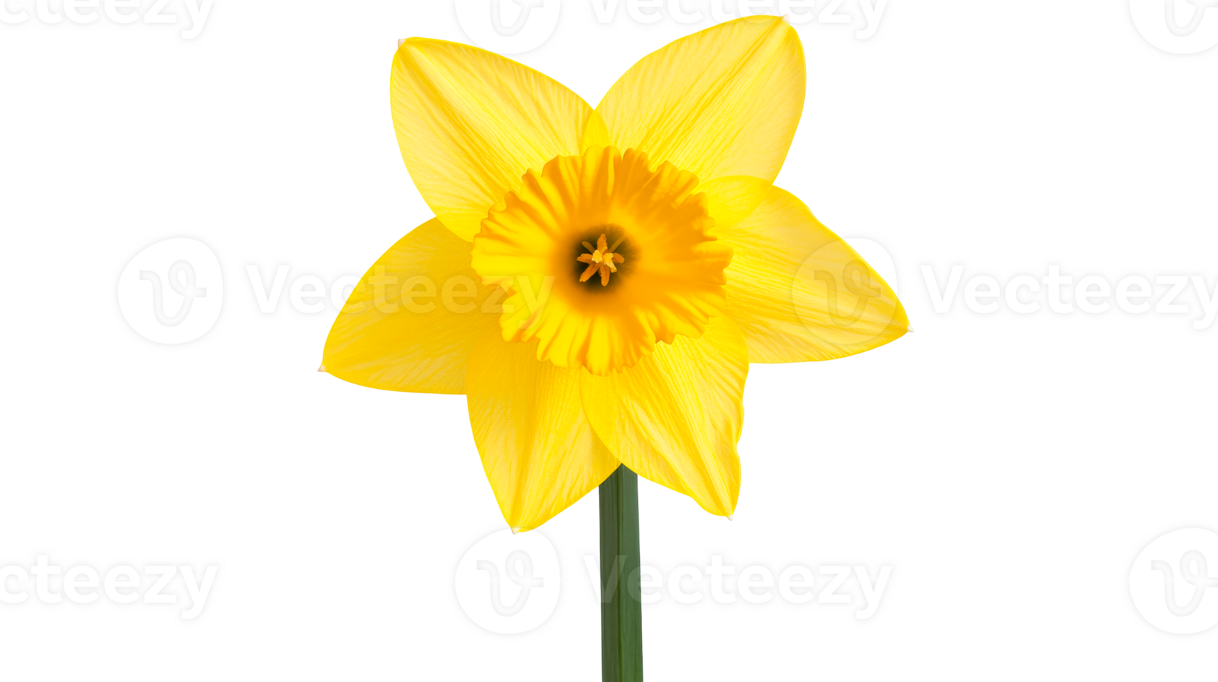Single daffodil flower closeup on dark backdrop, cut out transparent png