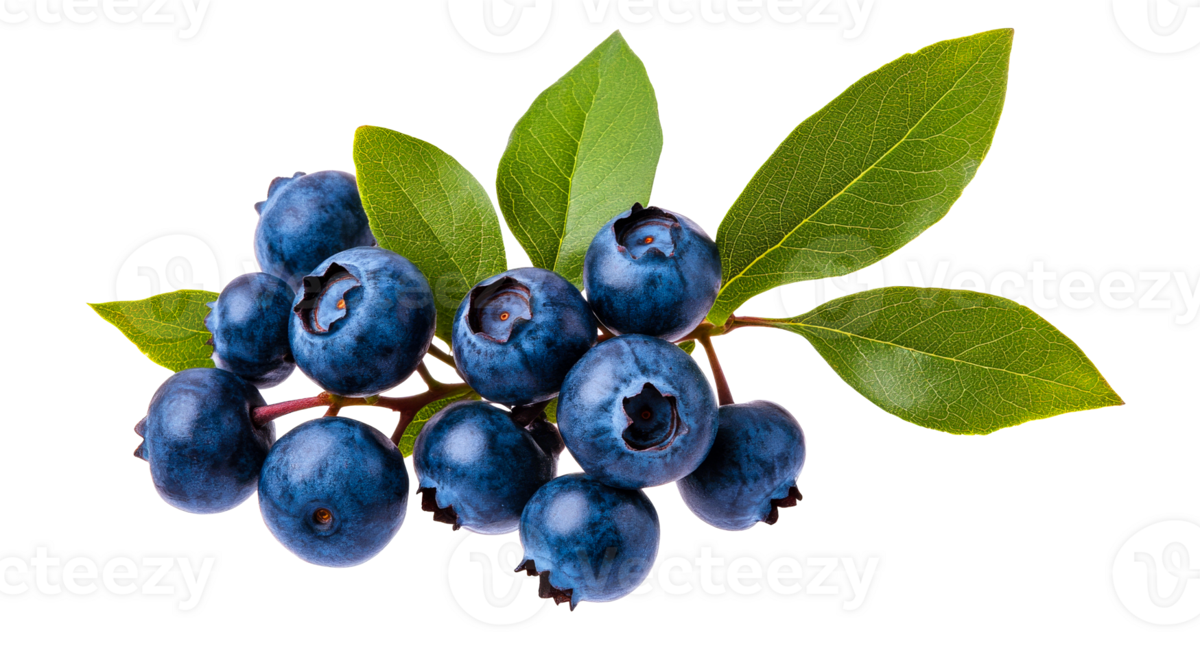 Blueberries on branch with green leaves, isolated, cut out transparent png