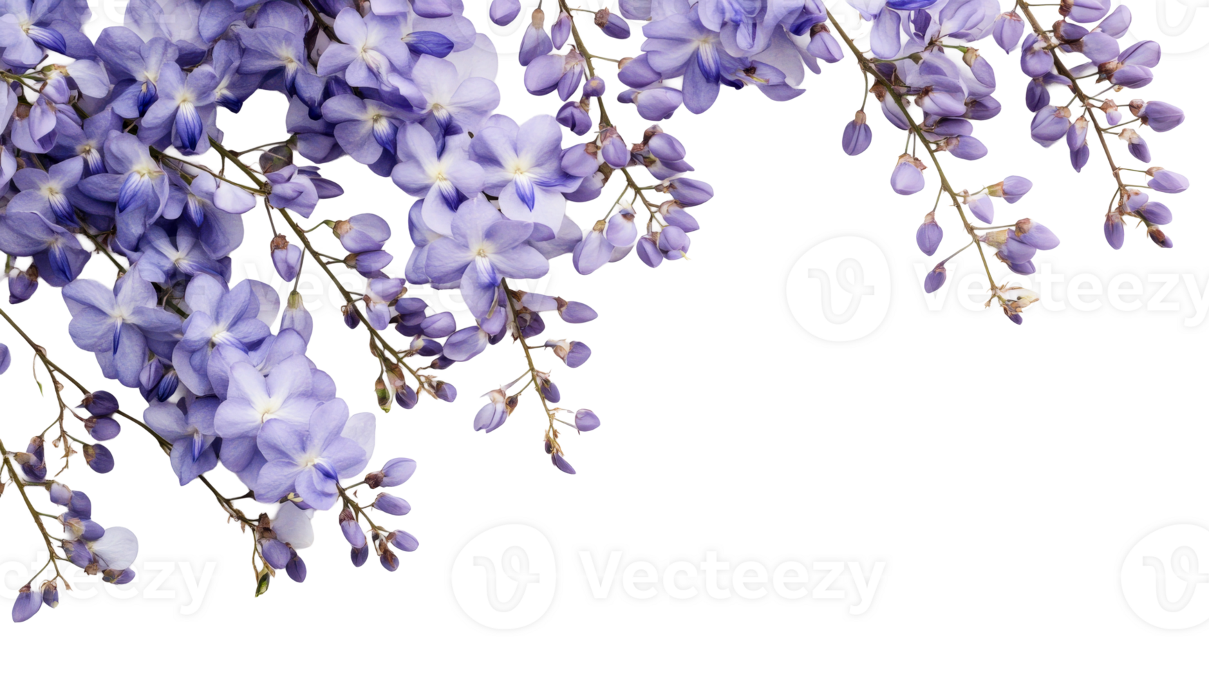 Blooming wisteria with delicate purple petals on black, cut out transparent png
