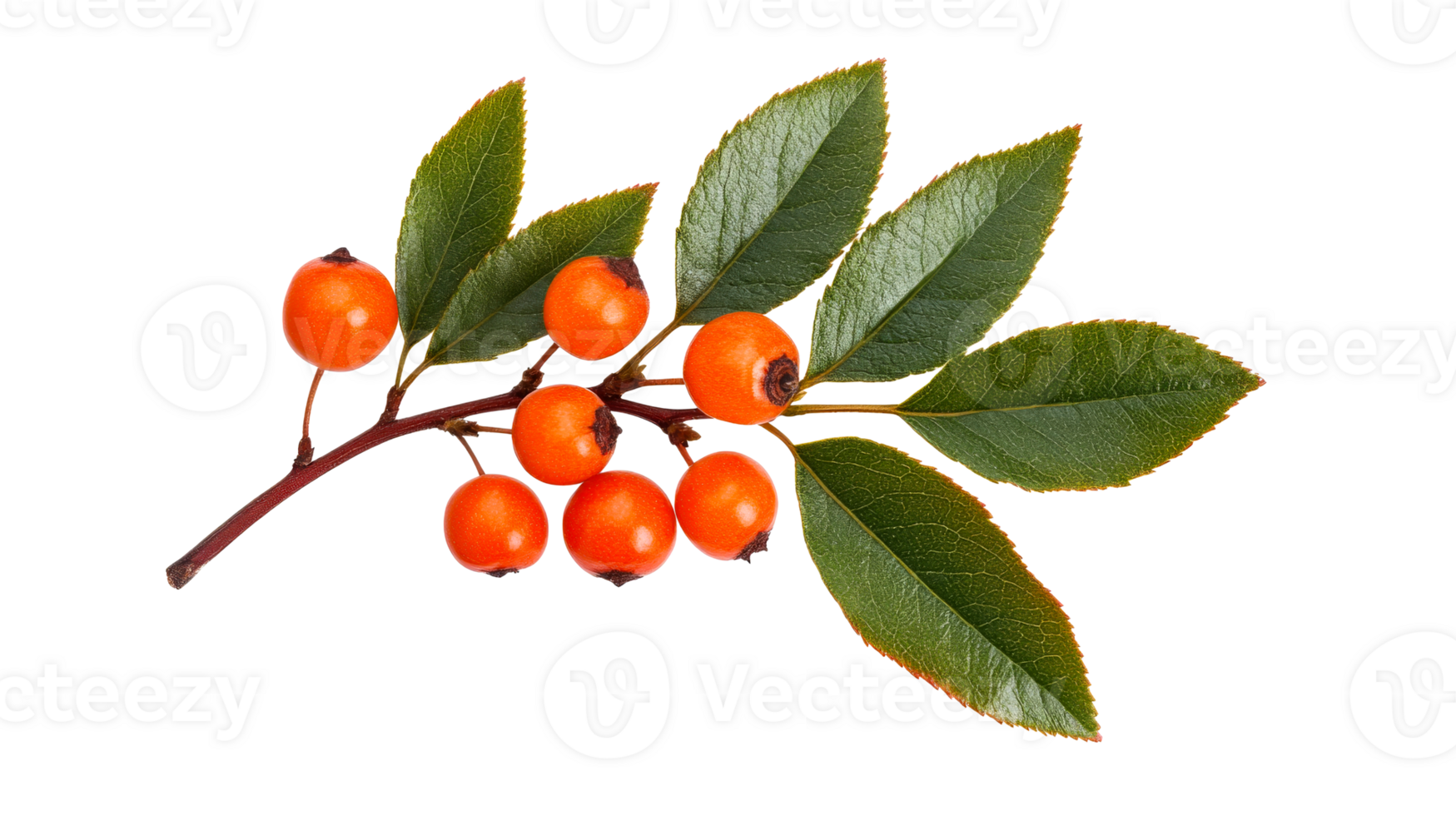 Branch of Pyracantha with bright berries and green leaves, cut out transparent png