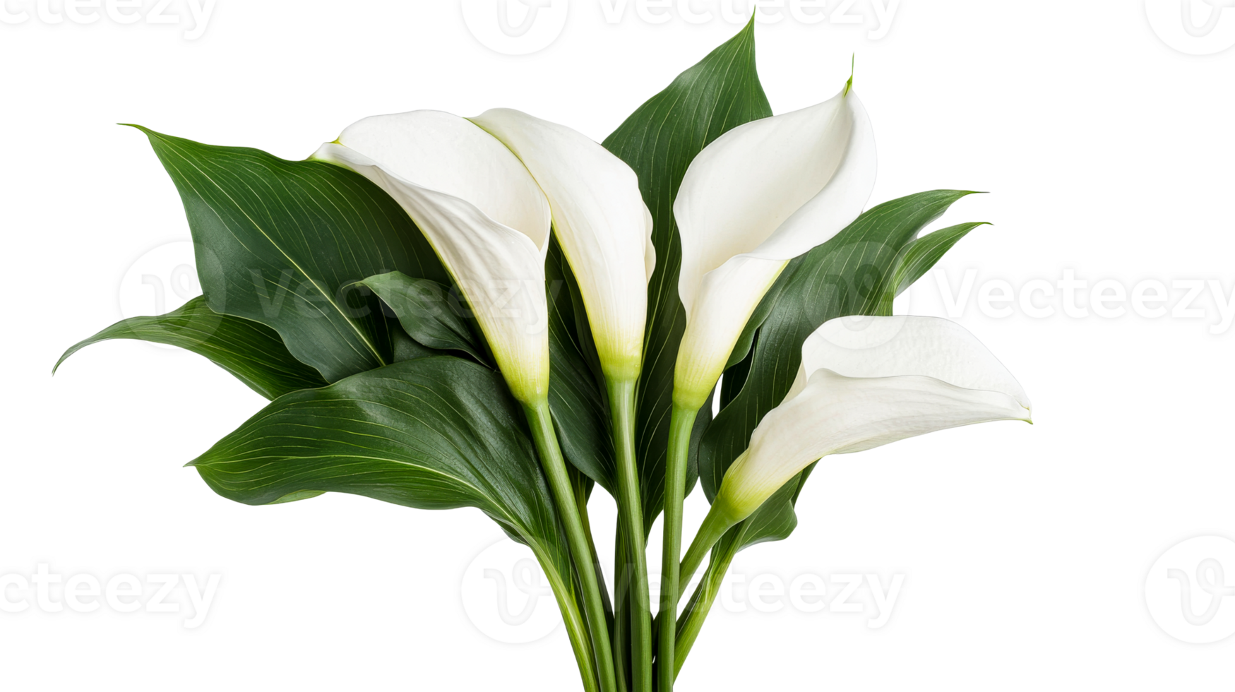 Elegant white calla lilies with green leaves, cut out transparent png