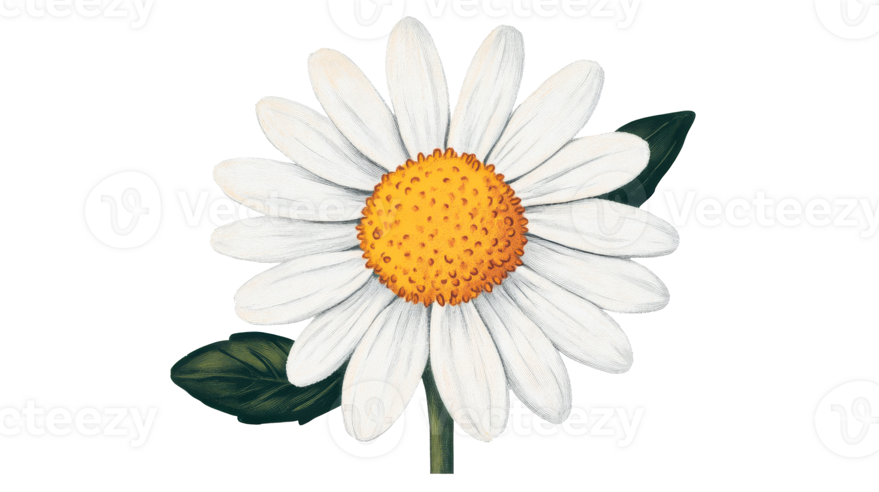 Vintage Botanical Daisy Illustration, Single Bloom with Leaves, cut out transparent png