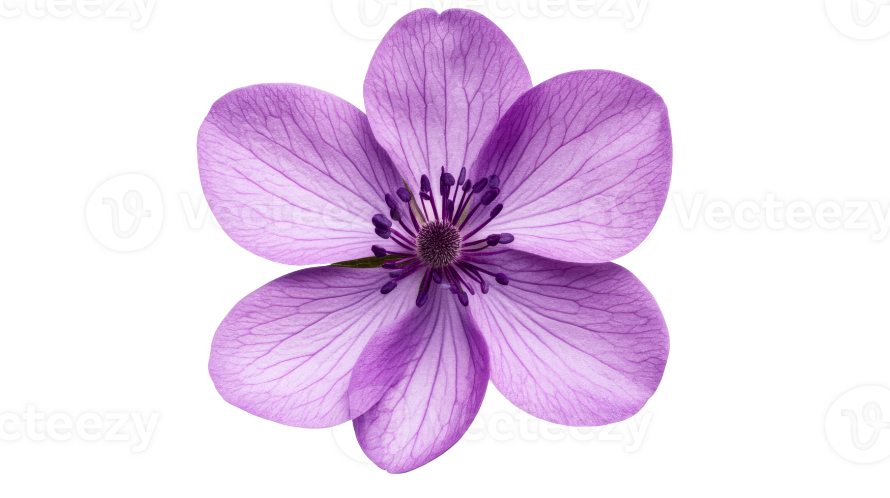 Detailed purple flower with five petals and pistils, cut out transparent png