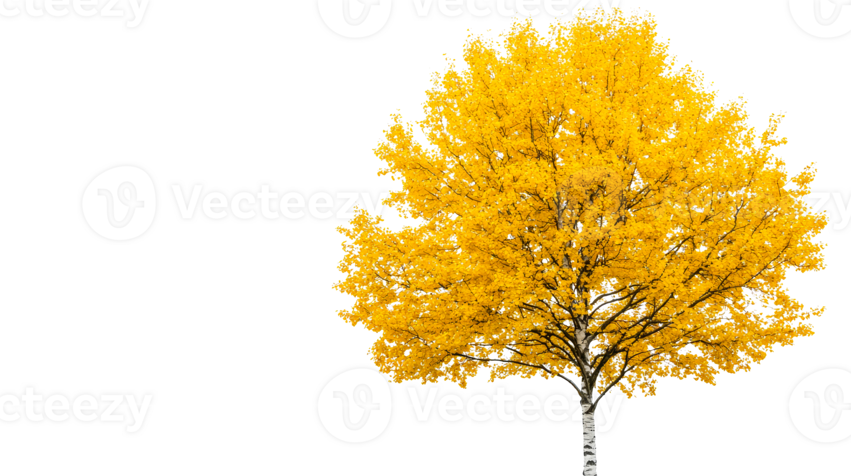 Isolated birch tree, golden autumn leaves, clear-cut tree, cut out transparent png