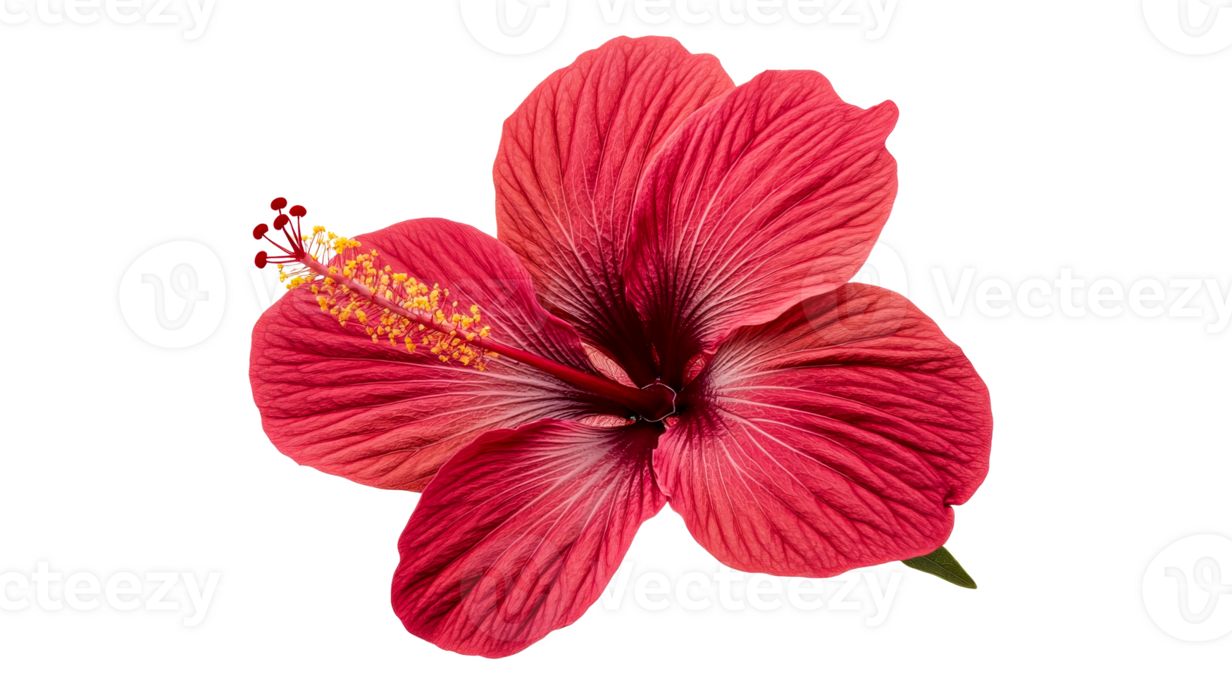 Beautiful red hibiscus flower with delicate petals and pollen, cut out transparent png