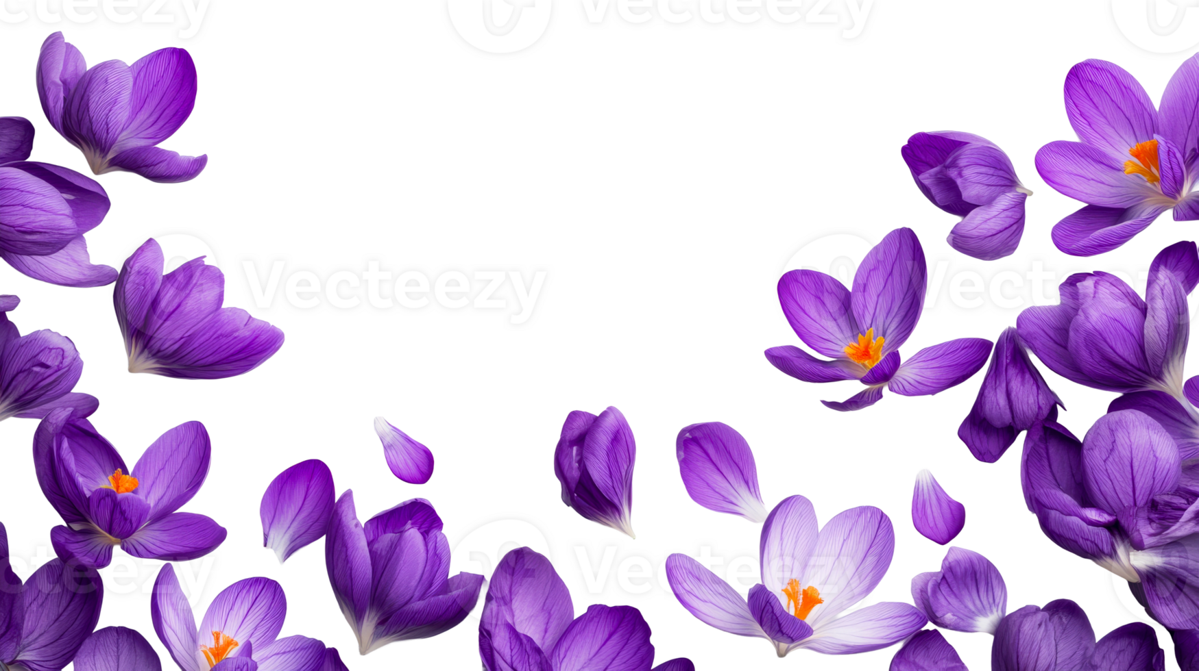 Purple Crocus Flowers on a Black Background, cut out transparent png