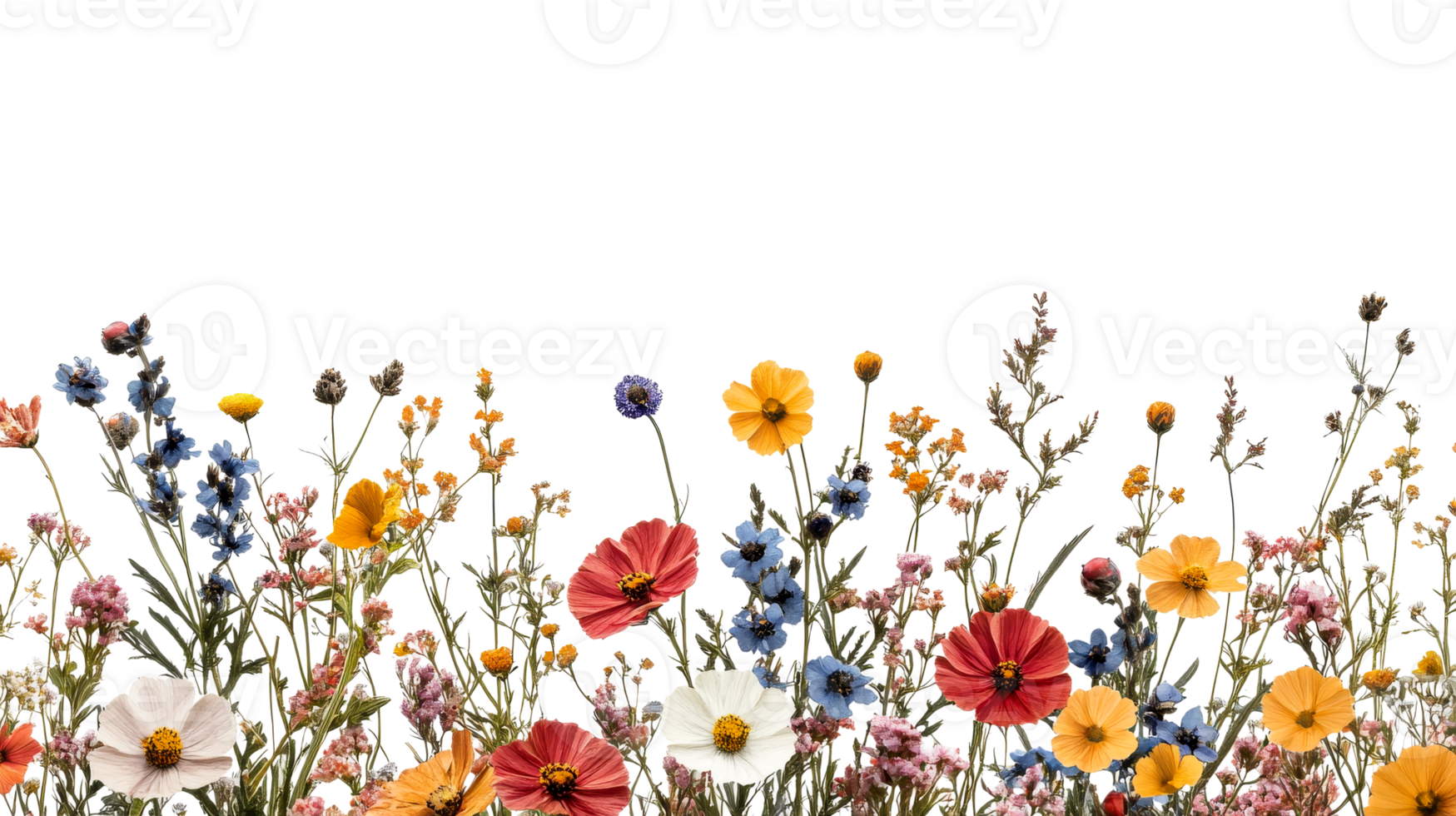 Wildflower meadow with colorful blooms, cut out transparent png