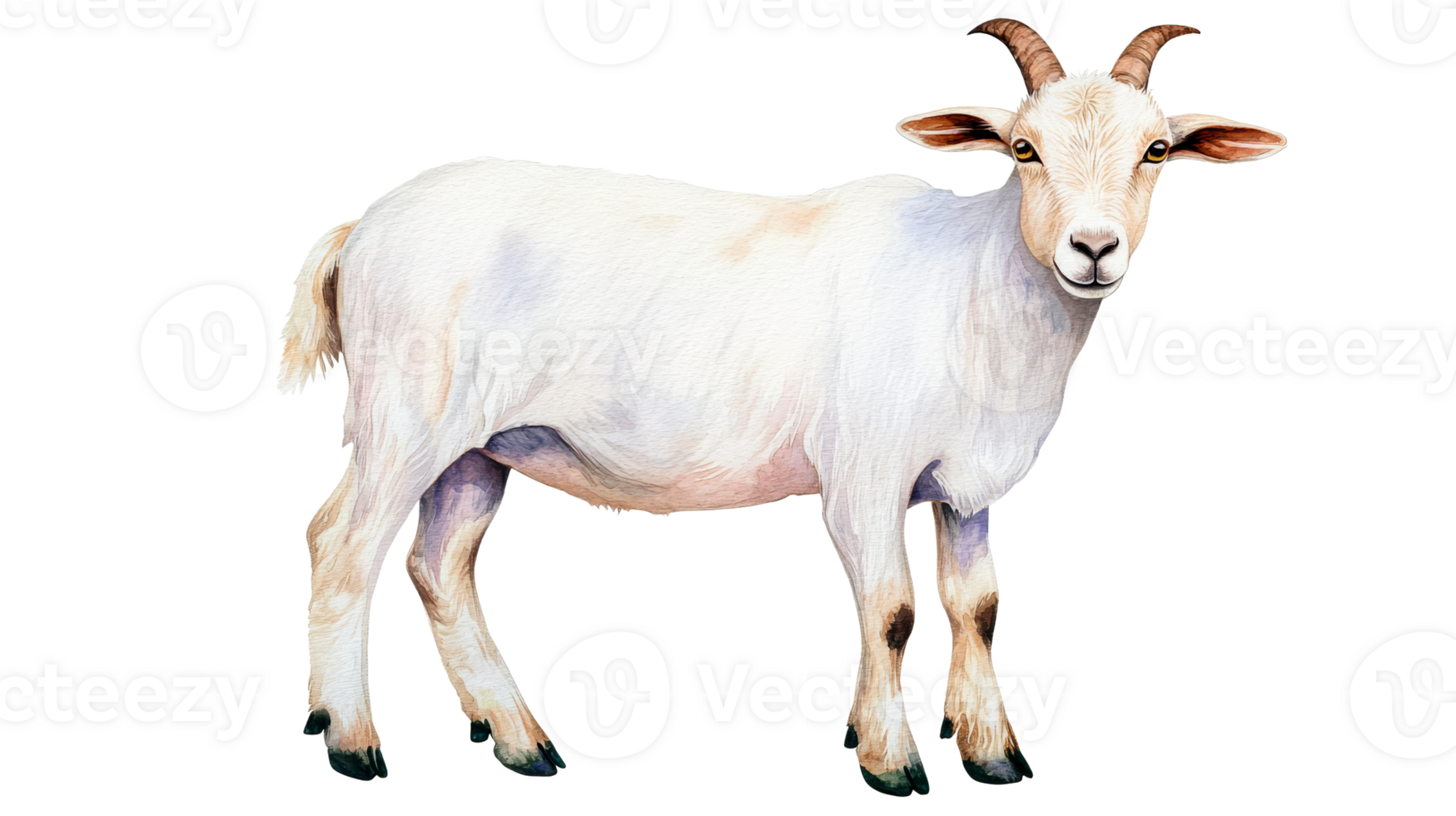 Isolated portrait of a white goat standing and looking at camera, cut out transparent png