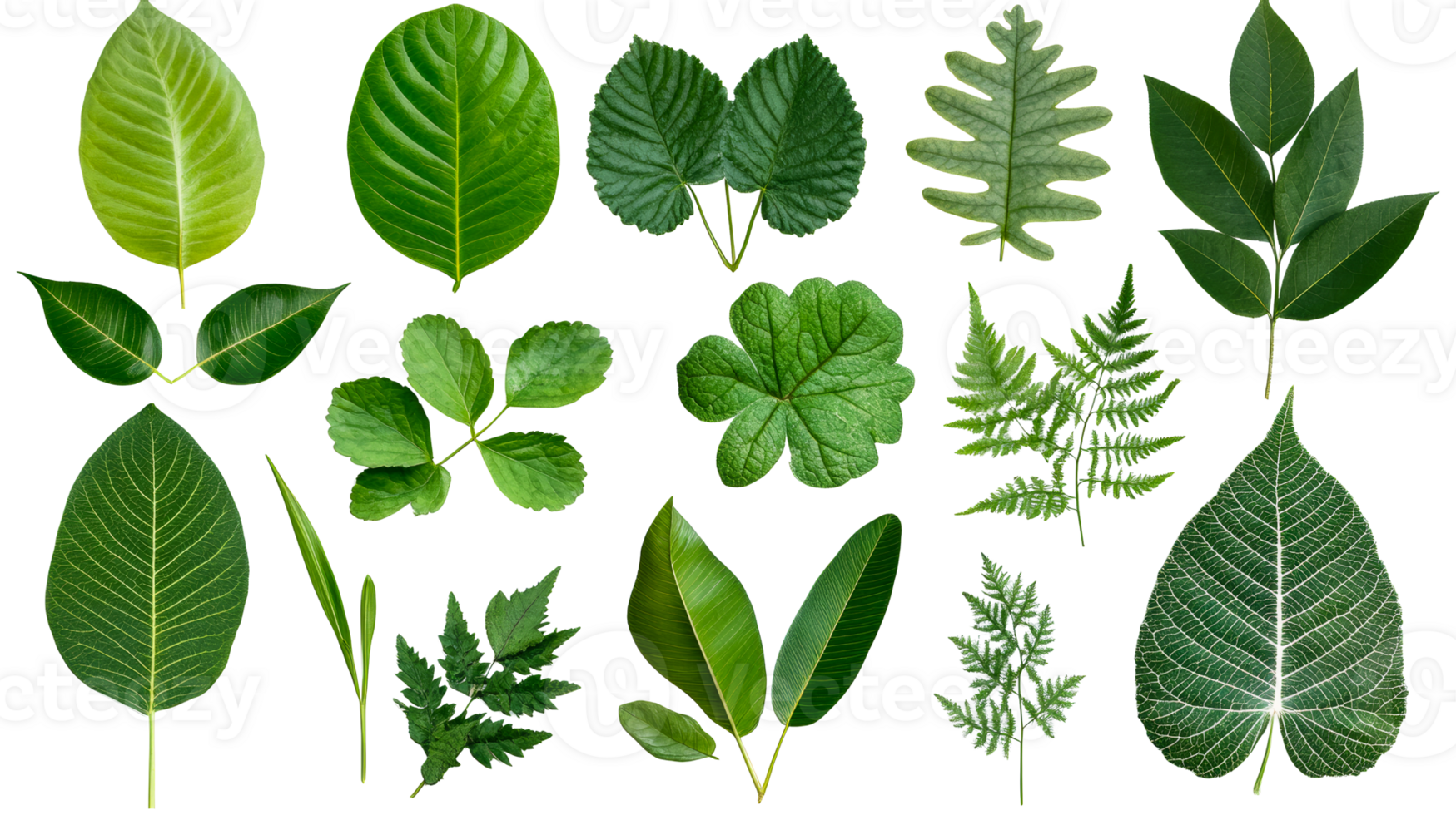 Diverse green leaf assortment on black background, cut out transparent png