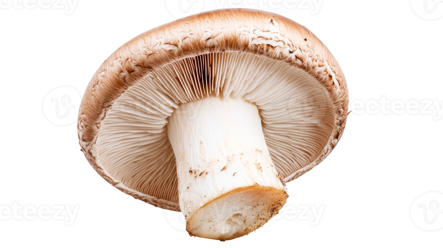 Portobello mushroom close-up underside view, raw fungus, isolated, cut out transparent png