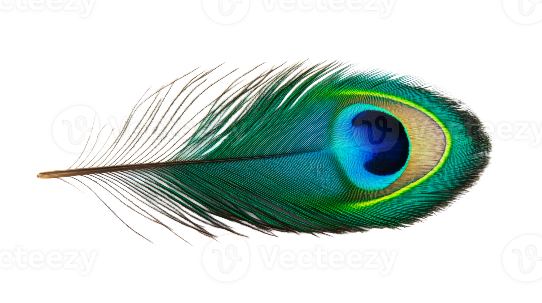 Detailed vibrant peacock feather texture, isolated element , cut out transparent png