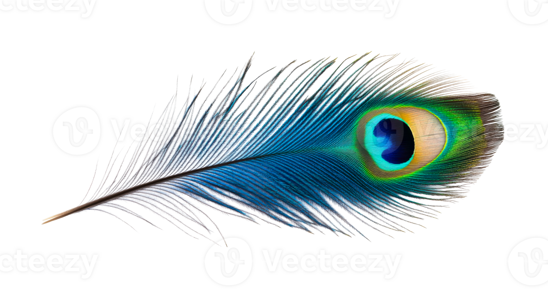 Iridescent peacock feather with eye pattern on black, cut out transparent png