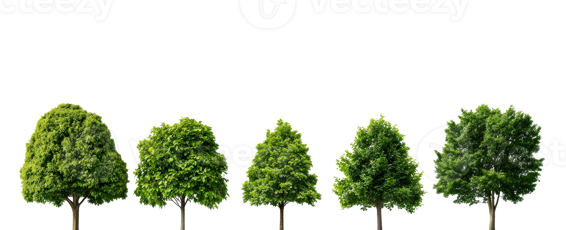 Row of Green Trees with Different Shapes, cut out transparent png