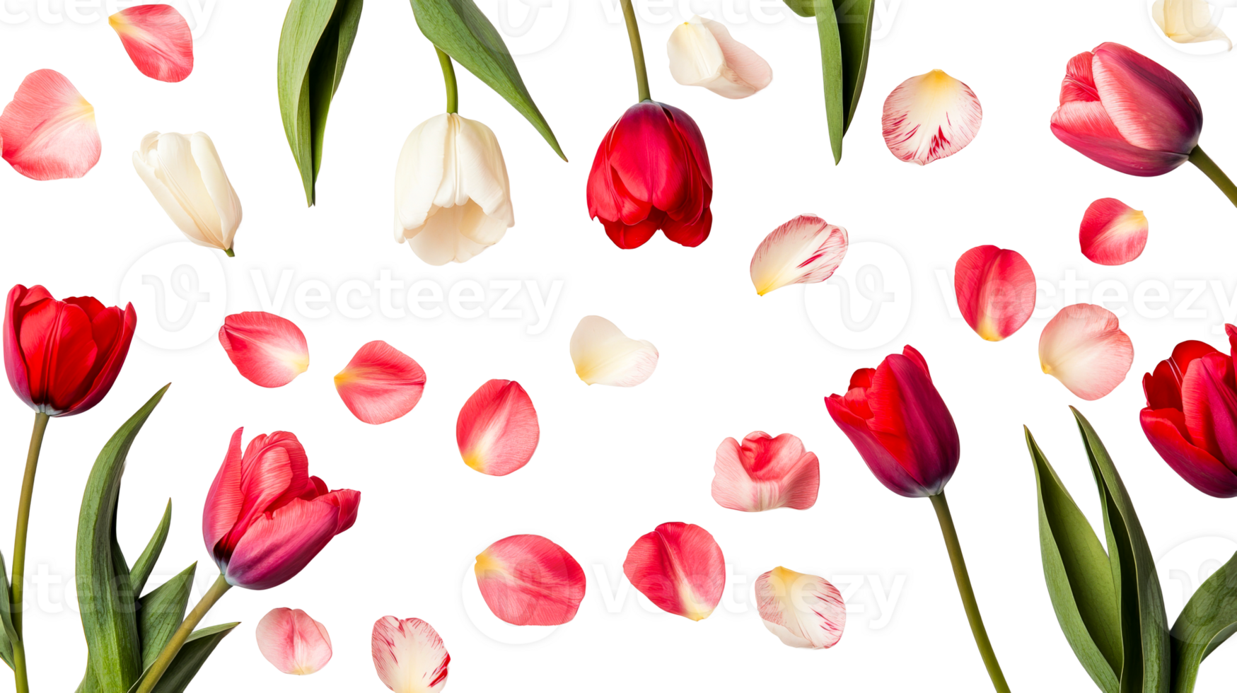 Vivid Tulips and Petals Floating on Black Background, cut out transparent png