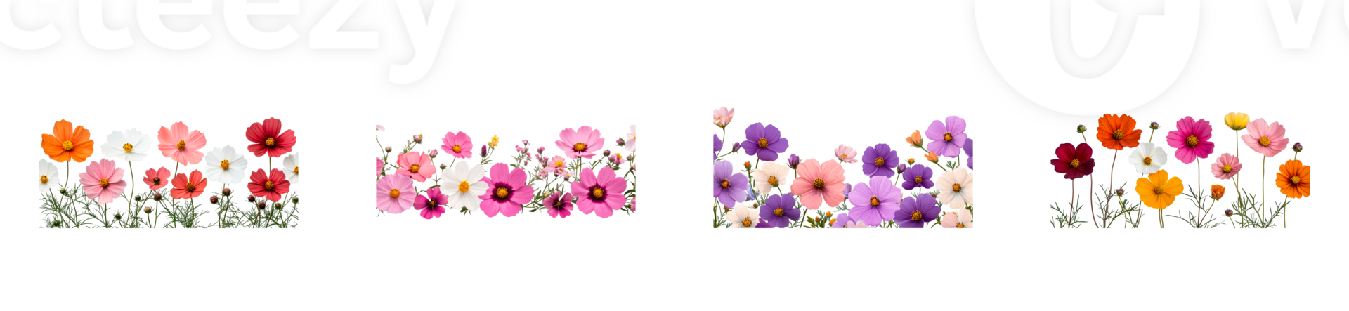 Floral border, Cosmos flowers of various colors, set of flowers, cut out transparent png