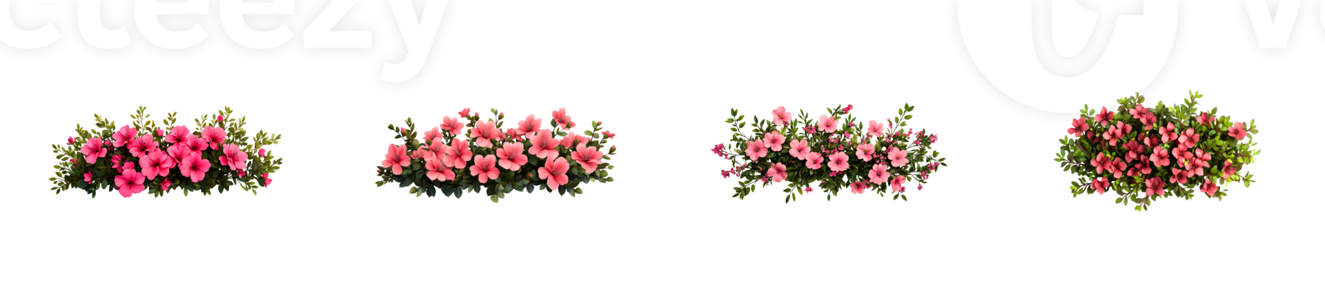 Blooming Pink Petunia Bushes in a Row, cut out transparent png