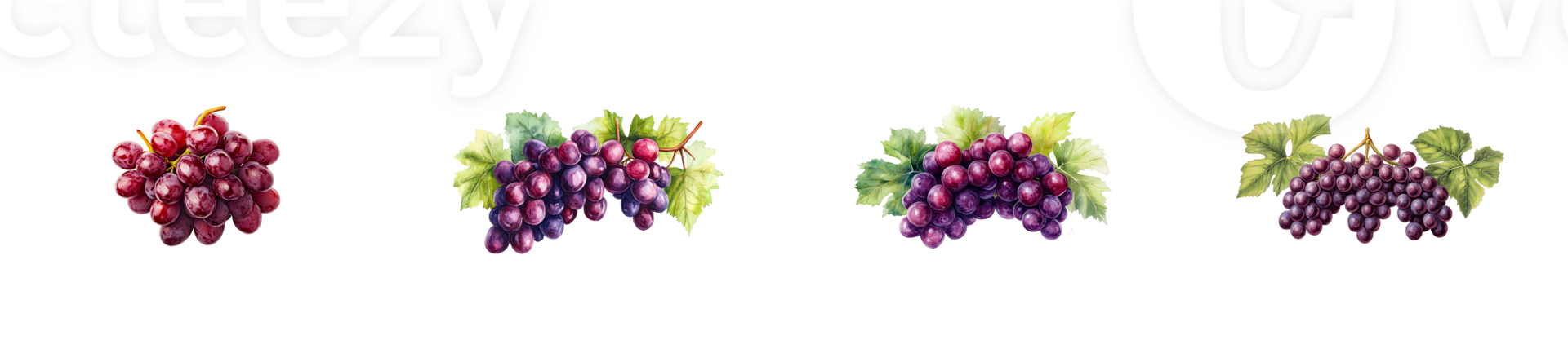 Watercolor grape clusters of four varieties on black, cut out transparent png