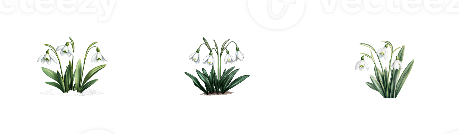 Galanthus nivalis snowdrop flowers in bloom, spring symbol, cut out transparent png