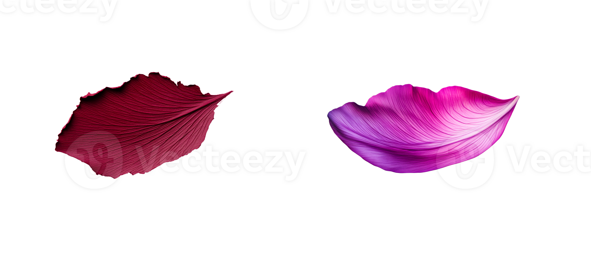 Two floral petals, red and violet, smooth pattern, elegant texture, cut out transparent png